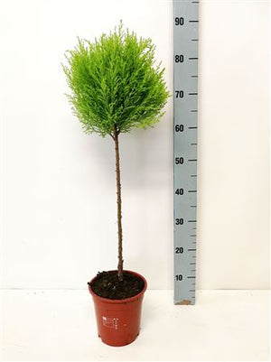 Goldcrest Cypress (Cupressus macrocarpa) – 17cm Pot