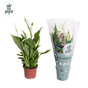 White Peace Lily (Spathiphyllum) – 9cm Pot