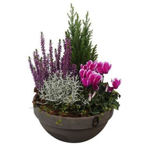 Autumn Terracotta Plant Arrangement – 23cm Dish