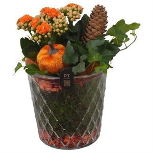 Autumn Plant Arrangement in Glass Vase – 12cm
