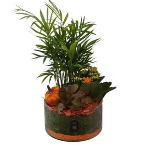 Autumn Glass Bowl Plant Arrangement – 15cm