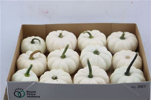 White Casperita Ornamental Pumpkin