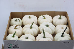 White Casperita Ornamental Pumpkin