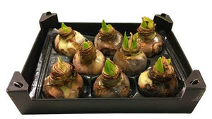 Natural Sand Waxed Hyacinth Decoration – 20cm