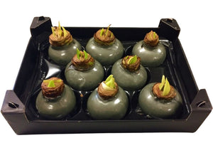 Wax Hipp Olive Christmas Decoration