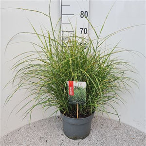 Strictus Chinese Silver Grass (Miscanthus sinensis) – 26cm Pot