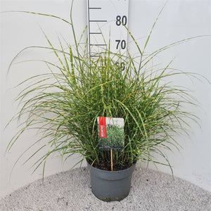 Strictus Chinese Silver Grass (Miscanthus sinensis) – 26cm Pot