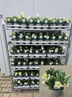 White Hellebore (Helleborus) – 13cm Pot