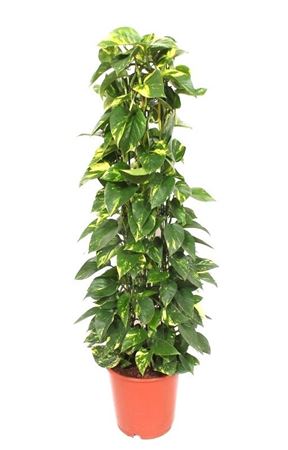 Golden Pothos (Epipremnum aureum) – 24cm Pot