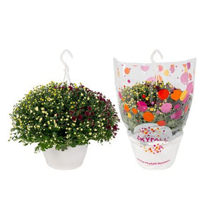 Chrysanthemum ‘Skyfall Carnaval’ Hanging Plant – 25cm Pot