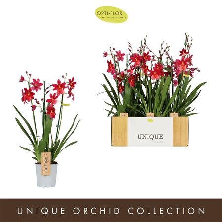 Red Velvet Burrageara Orchid – 12cm Pot, 60cm Tall
