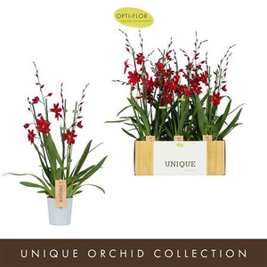 Red Velvet Burrageara Orchid – 12cm Pot, 60cm Tall