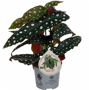 Polka Dot Begonia (Begonia maculata) – 12cm Pot