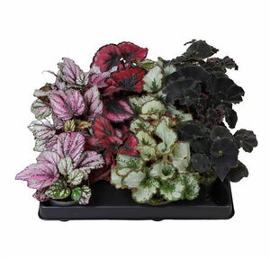 Rex Begonia – 6cm Pot