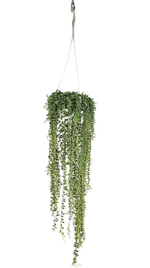 String of Pearls (Senecio rowleyanus) – 17cm Hanging Pot