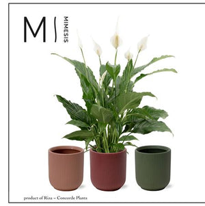 White Peace Lily (Spathiphyllum) – 13cm Pot