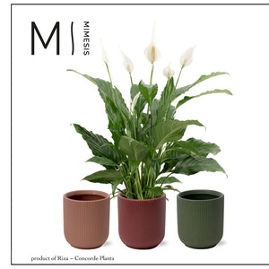 White Peace Lily (Spathiphyllum) – 13cm Pot