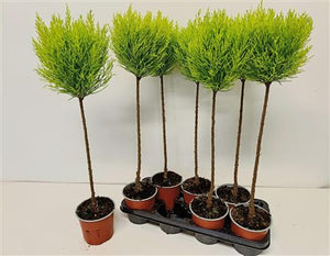 Goldcrest Cypress (Cupressus macrocarpa) – 14cm Pot