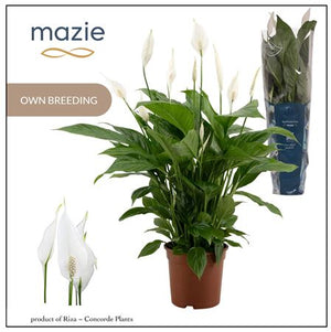 Peace Lily ‘Vivaldi’ (Spathiphyllum) – 17cm Pot