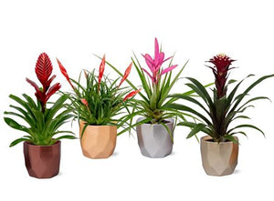 Mixed Bromeliad in Ceramic Pot – 12cm Pot