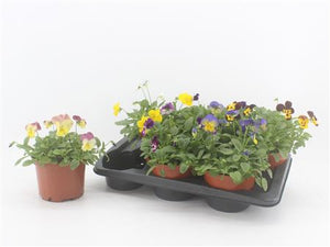 Viola Pansy (Viola wittrockiana Group) – 17cm Pot
