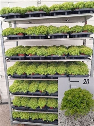 Sedum Hybridum Stonecrop – 13cm Pot