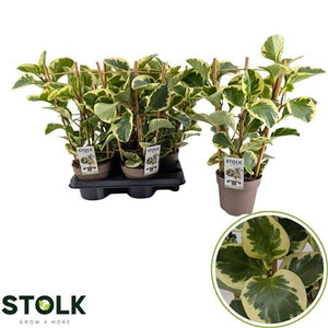 Yellow Peperomia ‘Obtipan Bicolor’ – 14cm Pot