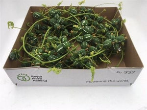 Ornamental Green Diplocyclos Fruit Plant