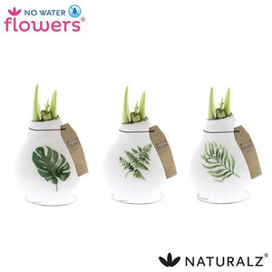 Waxed Hippeastrum Amaryllis Bulb – 2 Stems