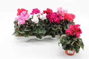 Mixed Cyclamen (Cyclamen persicum) – 10.5cm Pot