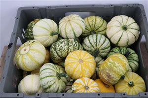Sweet Lightning Ornamental Cucumber – Yellow Fruit