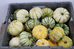 Sweet Lightning Ornamental Cucumber – Yellow Fruit