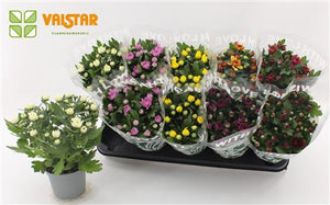 Mixed Chrysanthemum Houseplant – 12cm Pot