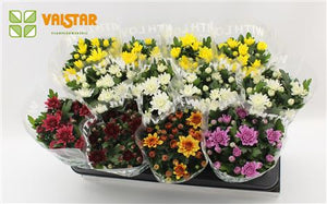 Mixed Chrysanthemum Houseplant – 12cm Pot