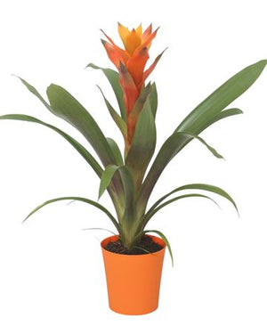 Guzmania Bromeliad in Ribbed Orange Ceramic Pot – 10cm