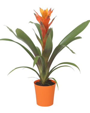 Guzmania Bromeliad in Ribbed Orange Ceramic Pot – 10cm