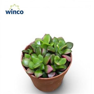 Mixed Succulent Plant – 5.5cm Pot