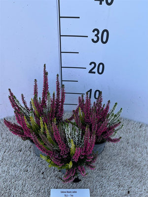 Calluna vulgaris Heather Trio – 9.5cm Pot