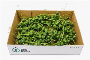 Ornamental Diplocyclos Fruit Stem – Green