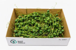 Ornamental Diplocyclos Fruit Stem – Green