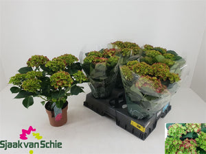 Red Hydrangea macrophylla – 14cm Pot, 40cm High