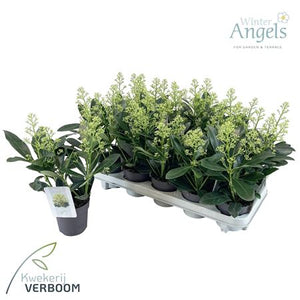 Skimmia japonica 'Finchy' – 10cm Pot