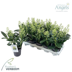 Skimmia japonica 'Finchy' – 10cm Pot