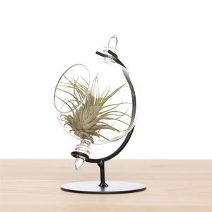 Air Plant in Glass Globe – 9cm