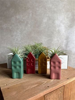 Air Plant Arrangement – Dark Colour Mix, 3cm Ceramic Pot