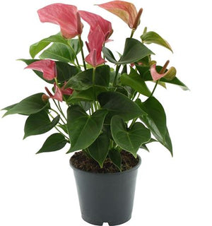 Pink Anthurium – 14cm Pot, 45cm High
