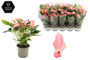 Anthurium ‘Anthu An Matata’ – 12cm Pot