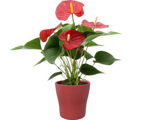 Anthurium Flowering Houseplant – 12cm Pot