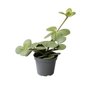 Peperomia Hope – 6cm Pot