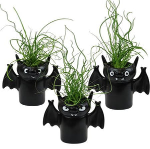 Juncus Spiralis Corkscrew Rush – 6cm Pot